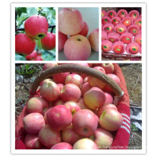2015 Frischer Qinguan Apfel von Shandong Boren